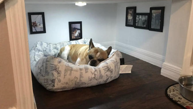 Köpeği İçin Merdiven Altında Muhteşem Bir Yuva Oluşturan Adamla Tanışın
