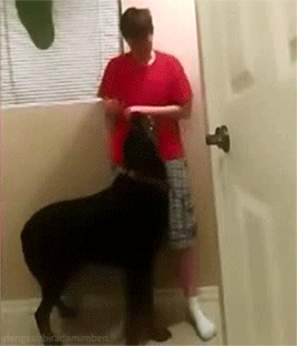 Köpekleri Sevme Nedenlerimizi Gösteren 12 Gif!