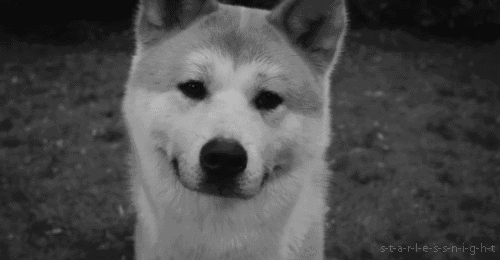 Köpekleri Sevme Nedenlerimizi Gösteren 12 Gif!