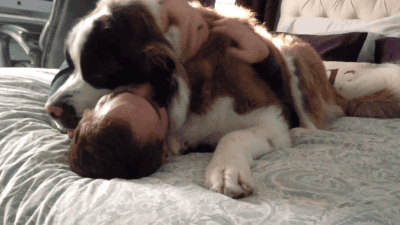 Köpekleri Sevme Nedenlerimizi Gösteren 12 Gif!