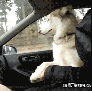 Köpekleri Sevme Nedenlerimizi Gösteren 12 Gif!