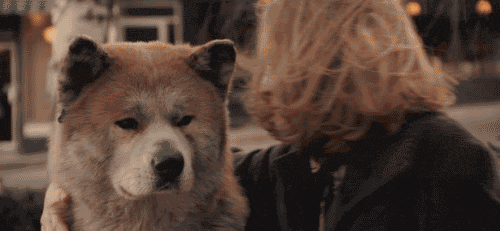 Köpekleri Sevme Nedenlerimizi Gösteren 12 Gif!