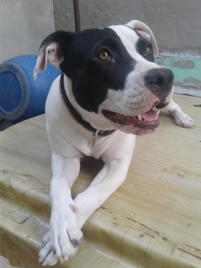 Köpekleri Sevme Nedenlerimizi Gösteren 12 Gif!