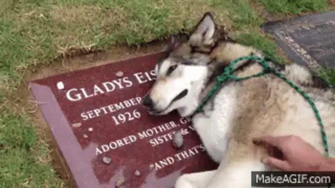 Köpekleri Sevme Nedenlerimizi Gösteren 12 Gif!