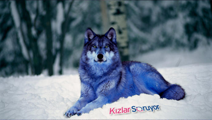 Hayvanların Görmeye Alışık Olmadığımız "Ne Kadar Sevimli Olurmuş!" Diyeceğimiz Fantastik Renkleri!