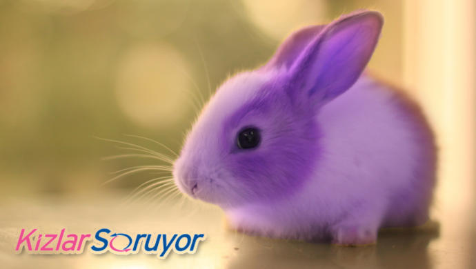 Hayvanların Görmeye Alışık Olmadığımız "Ne Kadar Sevimli Olurmuş!" Diyeceğimiz Fantastik Renkleri!