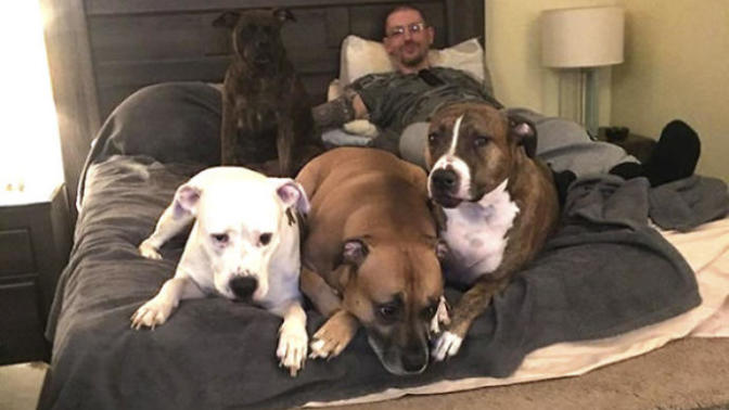 Sahip Olduğu Köpekler İçin Evinin Arka Bahçesini Özel Havuzlu Oyun Parkına Dönüştüren Adamla Tanışın