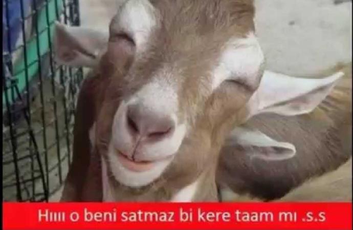 Kurban Bayramı İçin Yapılmış Baktıkça Gözlerden Yaş Getirtecek 14 Caps!