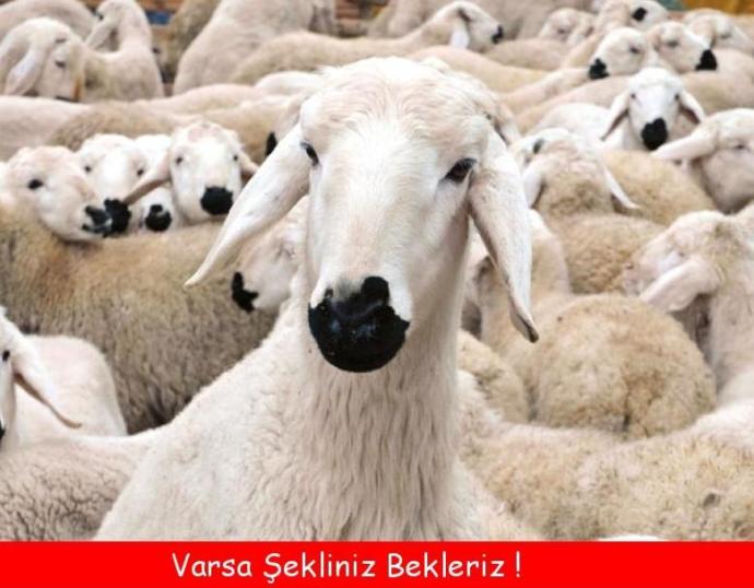 Kurban Bayramı İçin Yapılmış Baktıkça Gözlerden Yaş Getirtecek 14 Caps!