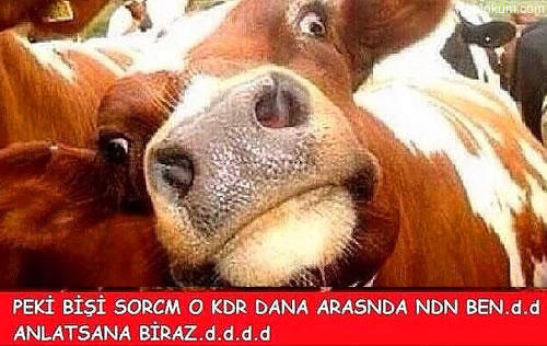 Kurban Bayramı İçin Yapılmış Baktıkça Gözlerden Yaş Getirtecek 14 Caps!