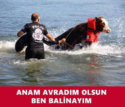 Kurban Bayramı İçin Yapılmış Baktıkça Gözlerden Yaş Getirtecek 14 Caps!
