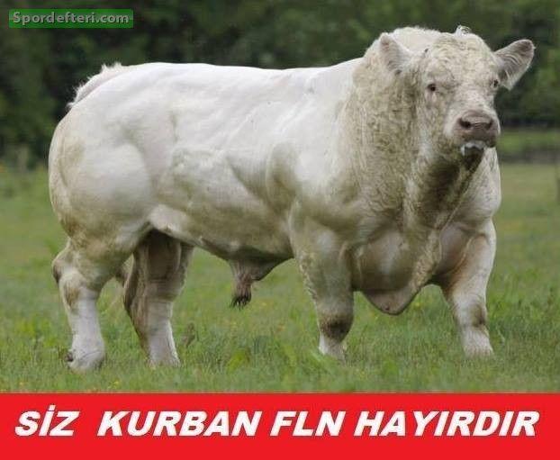 Kurbanlar Ne Düşünüyordur?
