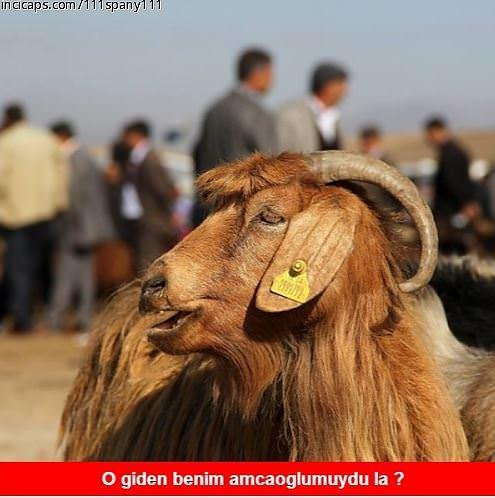 Kurbanlar Ne Düşünüyordur?