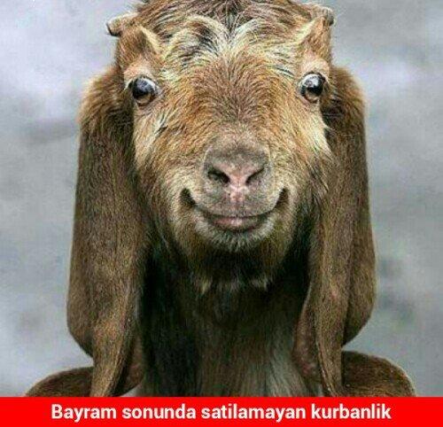 Kurbanlar Ne Düşünüyordur?