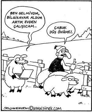 Kurban Bayramının Başrol Oyuncusu Koyunlara Bir de Selçuk Erdem'in Gözünden Bakın!