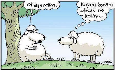Kurban Bayramının Başrol Oyuncusu Koyunlara Bir de Selçuk Erdem'in Gözünden Bakın!