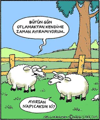 Kurban Bayramının Başrol Oyuncusu Koyunlara Bir de Selçuk Erdem'in Gözünden Bakın!
