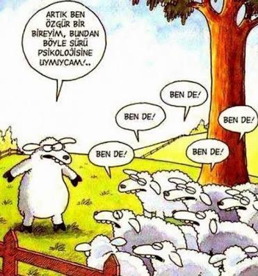 Kurban Bayramının Başrol Oyuncusu Koyunlara Bir de Selçuk Erdem'in Gözünden Bakın!