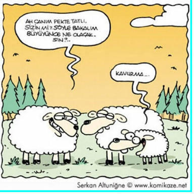 Kurban Bayramının Başrol Oyuncusu Koyunlara Bir de Selçuk Erdem'in Gözünden Bakın!