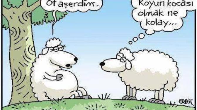 Kurban Bayramının Başrol Oyuncusu Koyunlara Bir de Selçuk Erdem'in Gözünden Bakın!