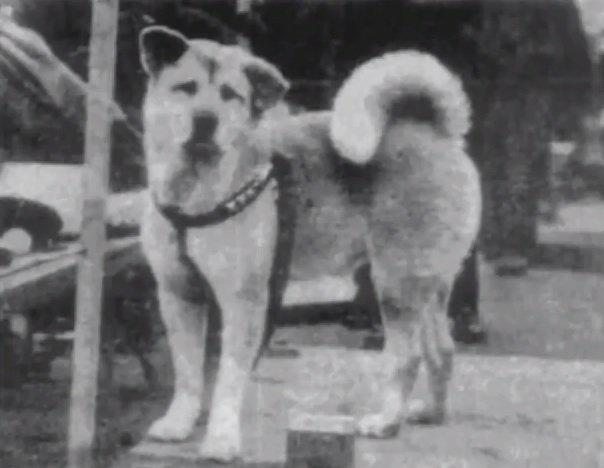 Sahibi Öldükten Sonra 9 Sene Onu Bekleyen Sadık Köpek: Hachiko