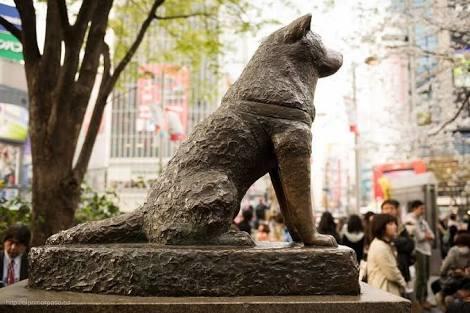 Sahibi Öldükten Sonra 9 Sene Onu Bekleyen Sadık Köpek: Hachiko