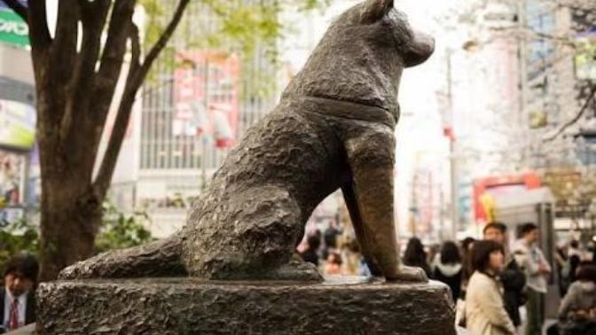 Sahibi Öldükten Sonra 9 Sene Onu Bekleyen Sadık Köpek: Hachiko