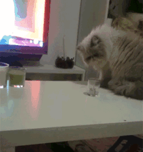 İnsanların Koyduğu Kuralları Umursamayıp Kendi Kurallarını Koyan Hayvanların Komik  Tavırları