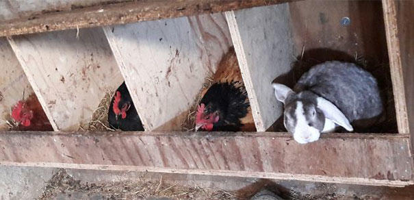 İnsanların Koyduğu Kuralları Umursamayıp Kendi Kurallarını Koyan Hayvanların Komik  Tavırları
