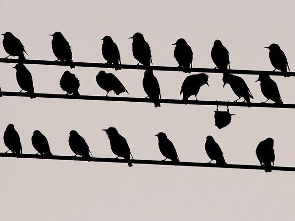 Sisteme Karşı Çıkan Birbirinden Tatlı 12 Minik Dostumuz