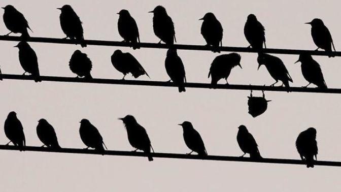 Sisteme Karşı Çıkan Birbirinden Tatlı 12 Minik Dostumuz
