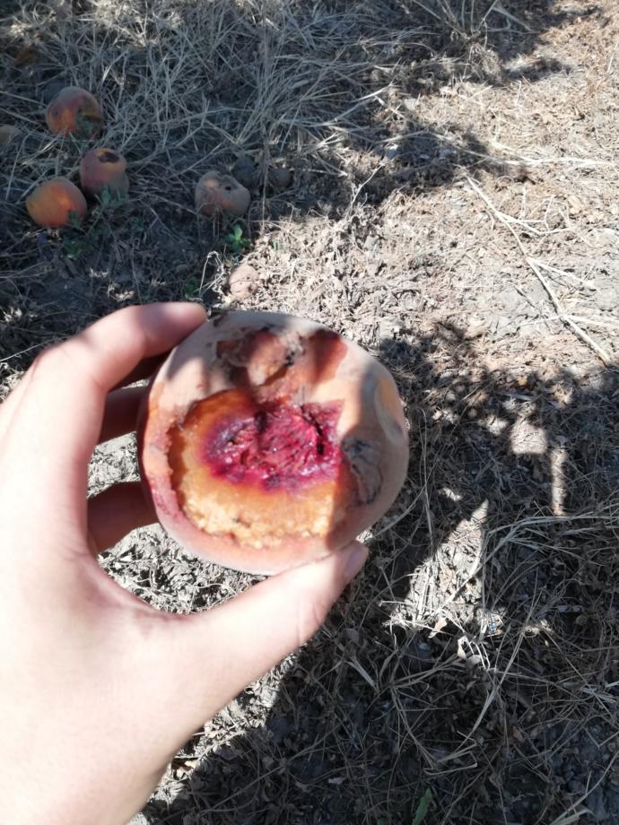İçtiğiniz şeftalili meyve sularının böyle yere düşen kurtlu ve çürük şeftalilerden yapıldığını biliyor muydunuz?