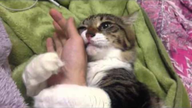 Gece uyanan kedi neden kola yapışmak sarılmak ister?