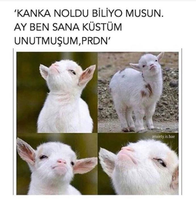 🌼⭐ #kuzum 😂 bilir tribin hası bu