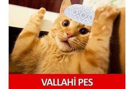 Kedim sürekli kulak mememi emiyor sebebi ne olabilir?