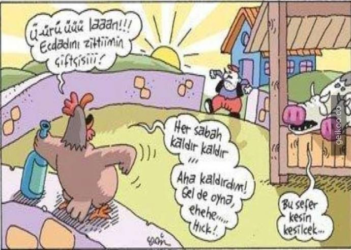 Sabahları benim horoz çok ötüyor ne yapmalıyım?