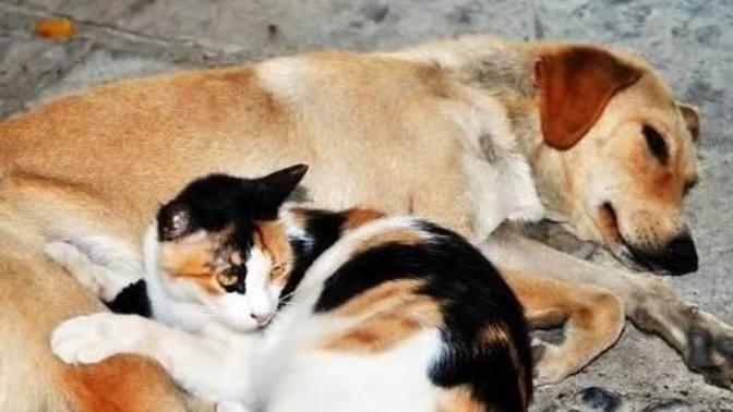 Sokak hayvanlarını beslememeli miyim?