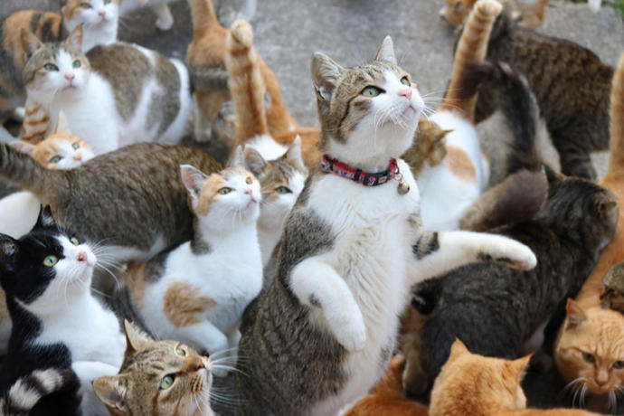 Kedi Sürüsü sizi kovalasa tepkiniz ne olurdu?