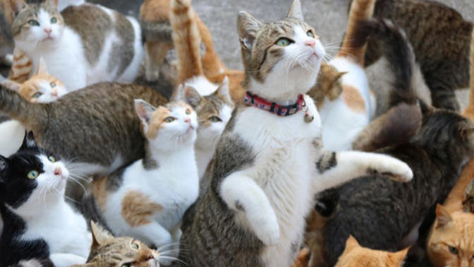 Kedi Sürüsü sizi kovalasa tepkiniz ne olurdu?