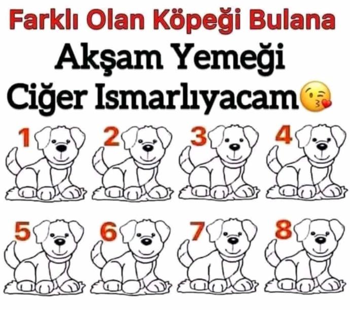 Farklı olan köpeği bulabilir misin (ciğer ödüllü) ?