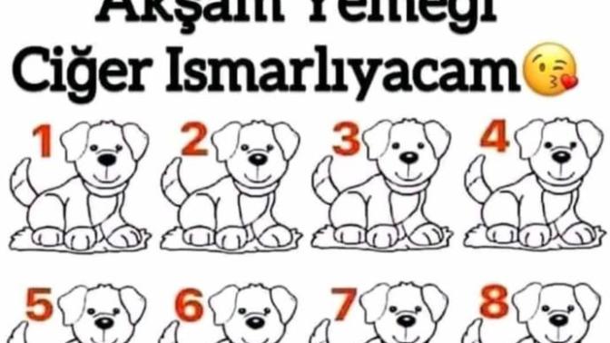 Farklı olan köpeği bulabilir misin (ciğer ödüllü) ?