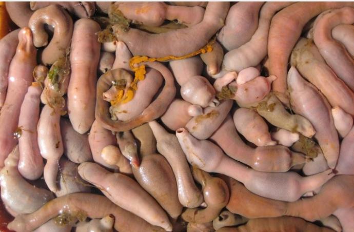 Penis balığı gördünüz mü daha önce?