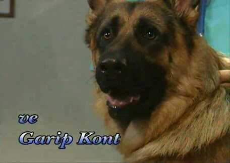Hangi köpek favoriniz??
