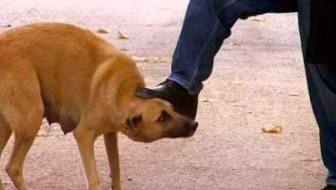 Türkiye'de hayvanlara yapılan eziyet nasıl son bulur?