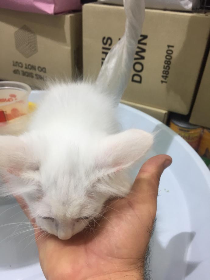 Cay mi kahve mi? kedi mi kopek mi?