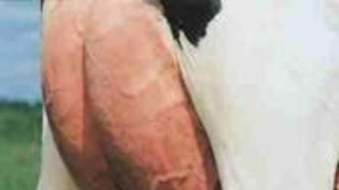 İstanbul'dan, memesi damarlı, damarlari belirgin sevgiliyi nerede bulabilirim?