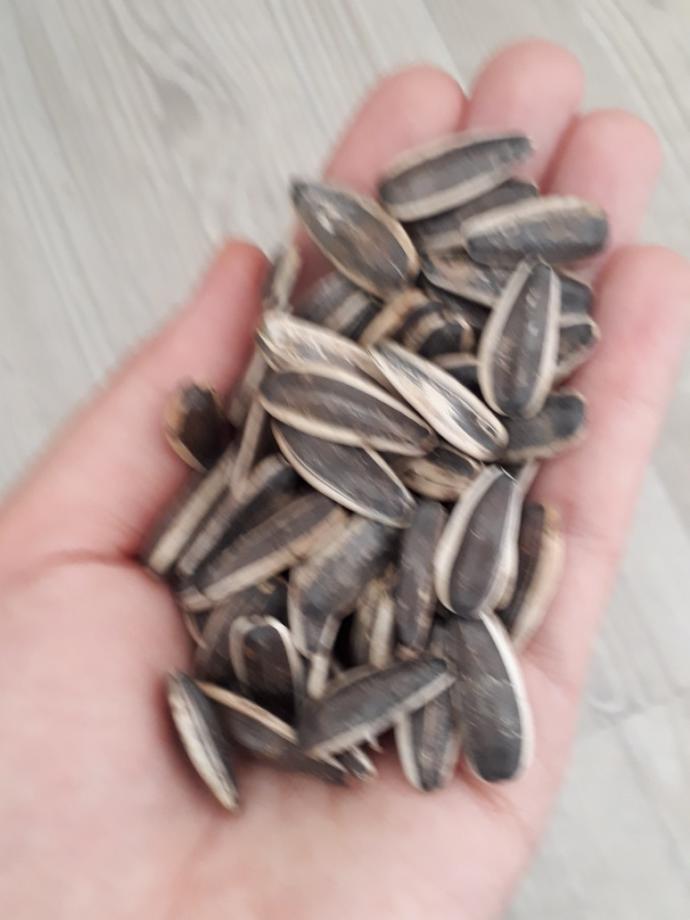 Çekirdek kültürü bir tek turkiyede mi var?