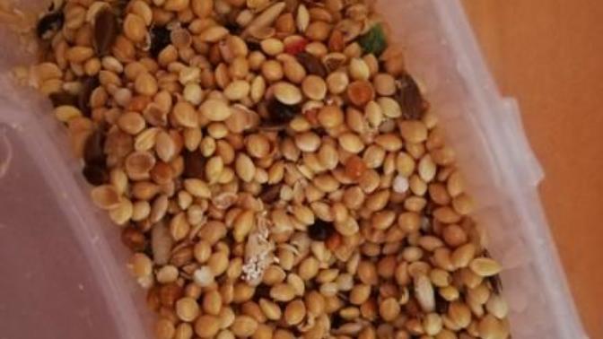 Muhabbet kuşu yemi bozulur mu? Belli bir son kullanma tarihi var mıdır?
