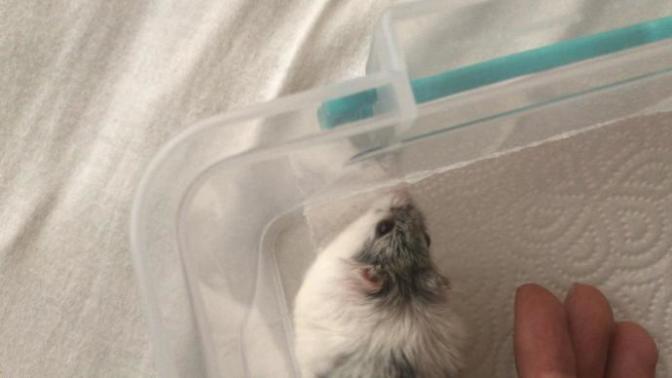 Hamsterım durmadan kaşınıyor ne yapmalıyım?