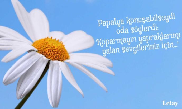Her seferinde "seviyor" diyen papatyalar mı utansın, yoksa her seferinde inatla sevmeyen sevdiğiniz mi?